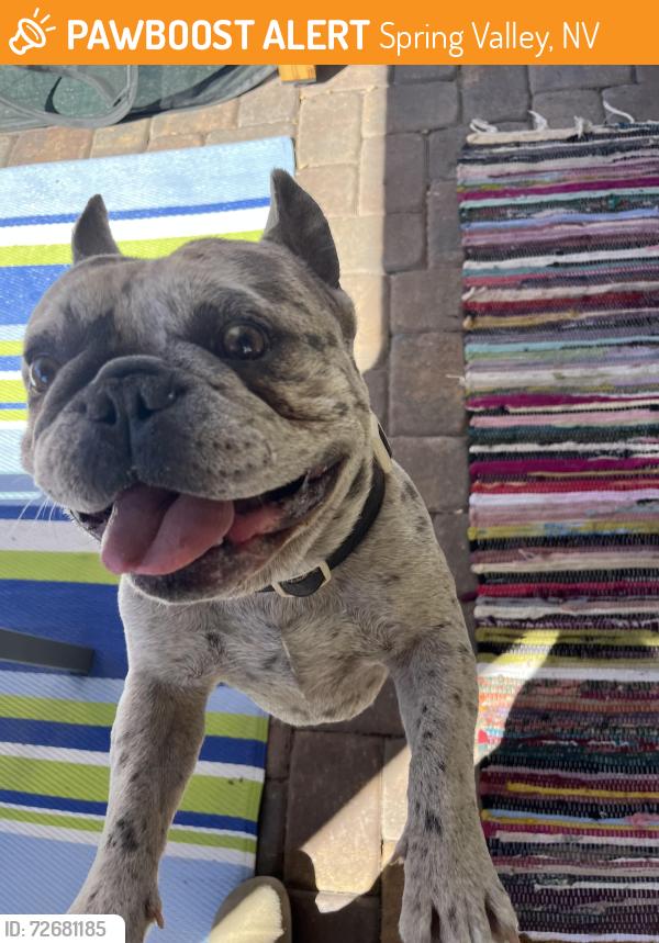 Found/Stray Male Dog last seen Sapphire Acres community, Spring Valley, NV 89113
