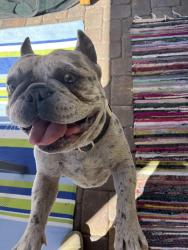 Found/Stray Male Dog last seen Sapphire Acres community, Spring Valley, NV 89113