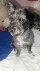 Lost Female Dog last seen 31st memorial Street , Tulsa, OK 74129