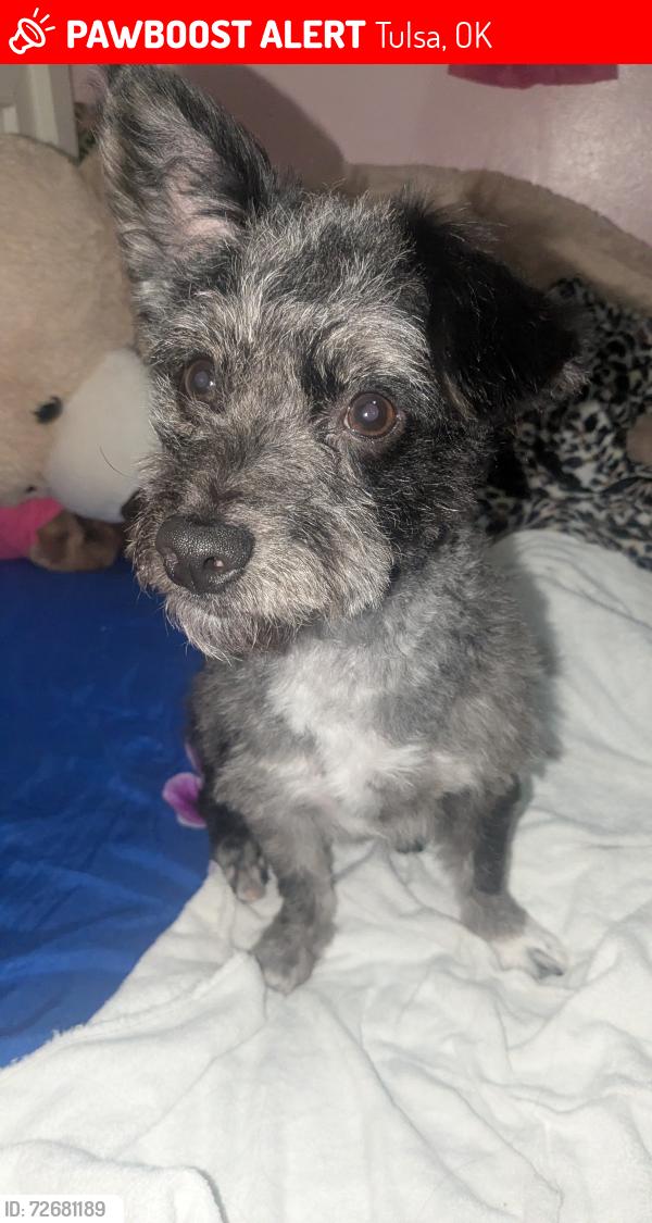 Lost Female Dog last seen 31st memorial Street , Tulsa, OK 74129