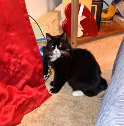 Lost Male Cat last seen Summitview, Yakima, WA 98902