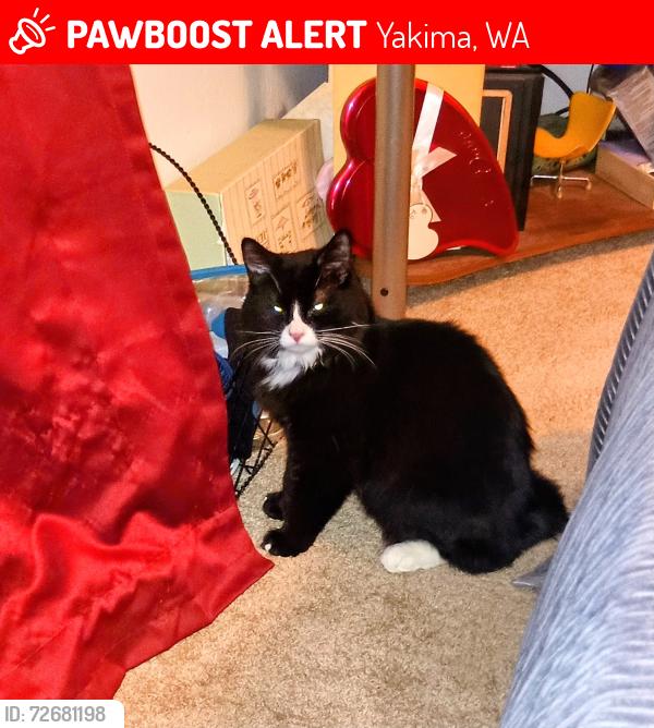 Lost Male Cat last seen Summitview, Yakima, WA 98902
