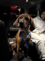 Found/Stray Male Dog last seen Off vail rd, Wayne County, NC 27863
