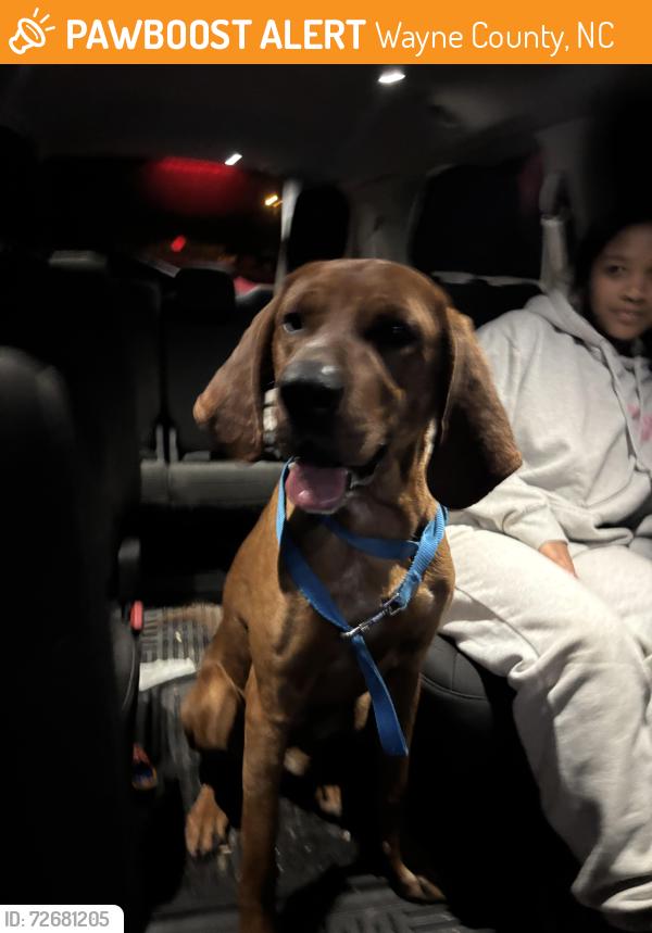 Found/Stray Male Dog last seen Off vail rd, Wayne County, NC 27863