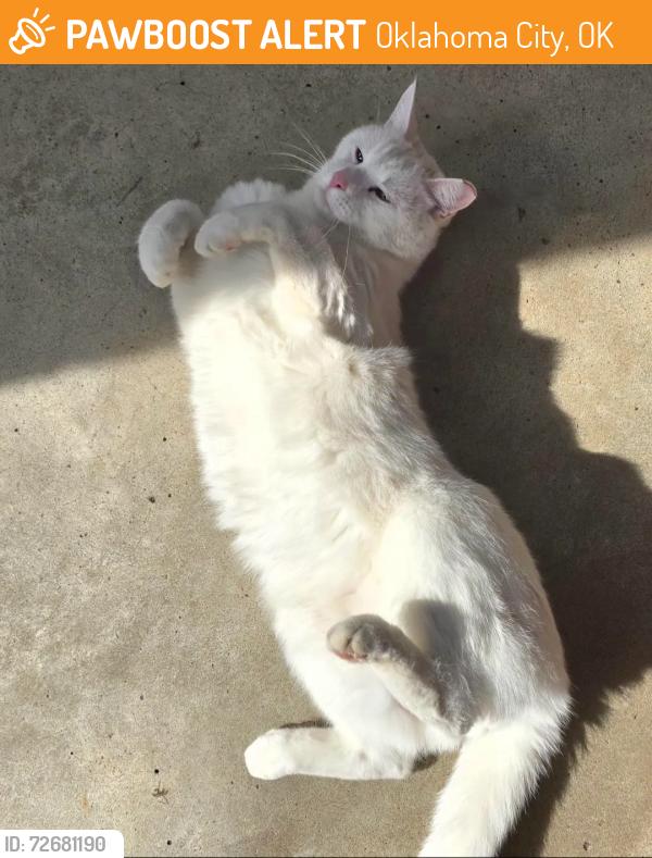 Found/Stray Male Cat last seen Plaza district, Oklahoma City, OK 73106