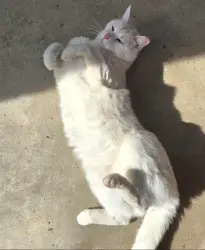 Found/Stray Male Cat last seen Plaza district, Oklahoma City, OK 73106