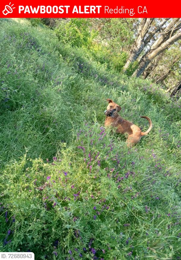 Lost Male Dog last seen West st. Railroad ave. Sheridan , Redding, CA 96001