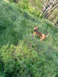 Lost Male Dog last seen West st. Railroad ave. Sheridan , Redding, CA 96001