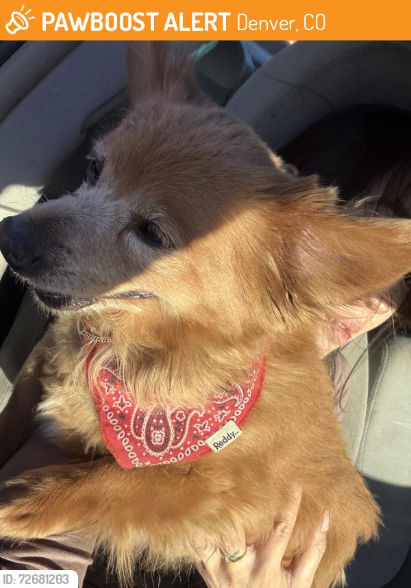 Found/Stray Male Dog last seen 16th and oneida , Denver, CO 80220