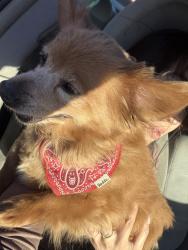 Found/Stray Male Dog last seen 16th and oneida , Denver, CO 80220