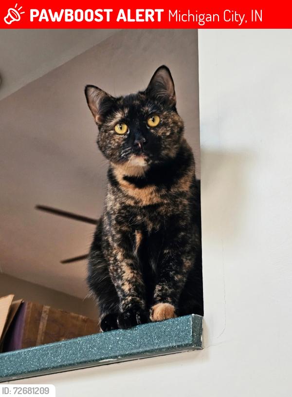 Lost Female Cat last seen Johnson Rd and 400 N, Michigan City, IN 46360