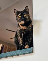 Lost Female Cat last seen Johnson Rd and 400 N, Michigan City, IN 46360
