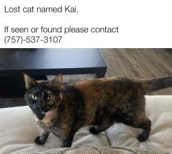 Lost Female Cat last seen Not far from Albertsons , Alpine, CA 91901