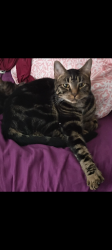 Lost Male Cat last seen Deercroft dr, Apex, NC 27539