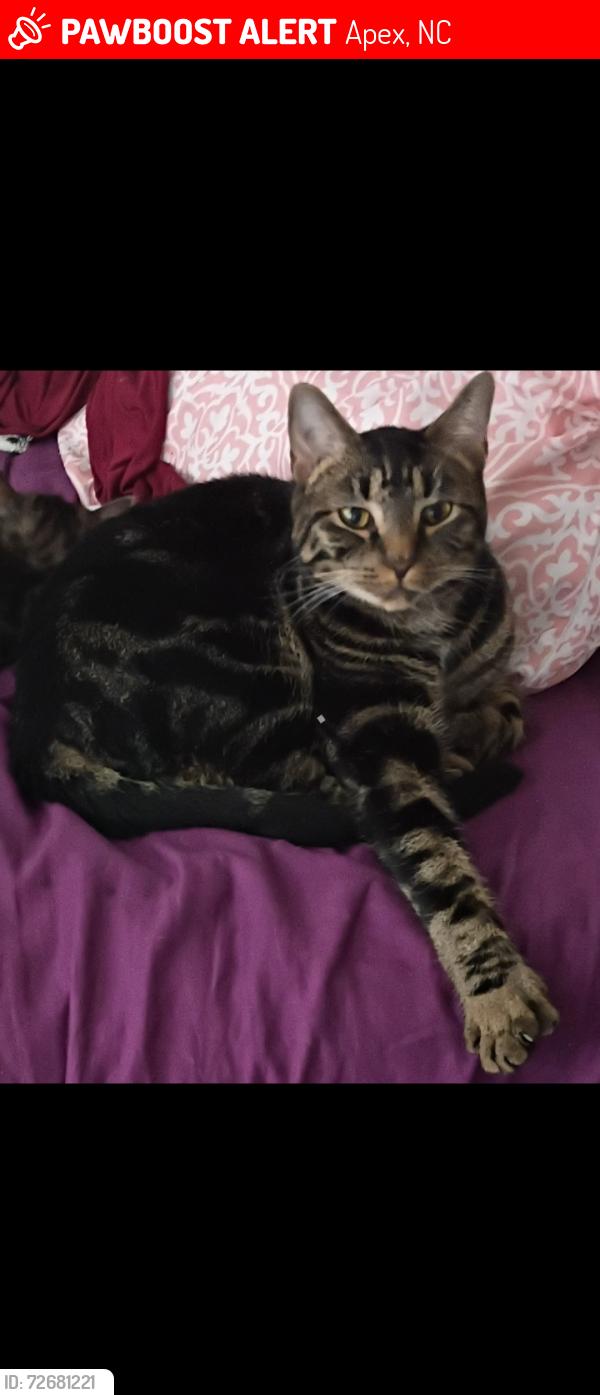 Lost Male Cat last seen Deercroft dr, Apex, NC 27539