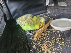 Found/Stray Male Bird last seen Waterford lakes, Orlando, FL 32828