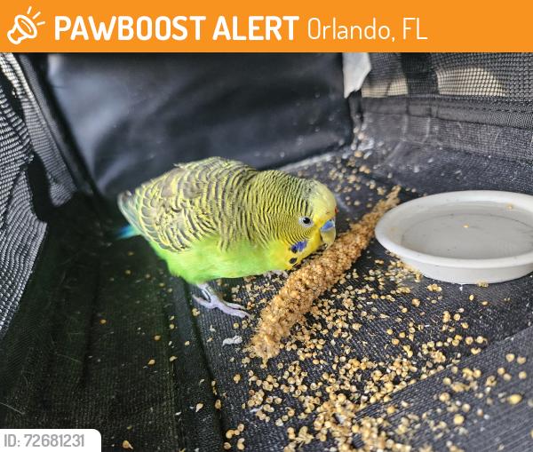 Found/Stray Male Bird last seen Waterford lakes, Orlando, FL 32828