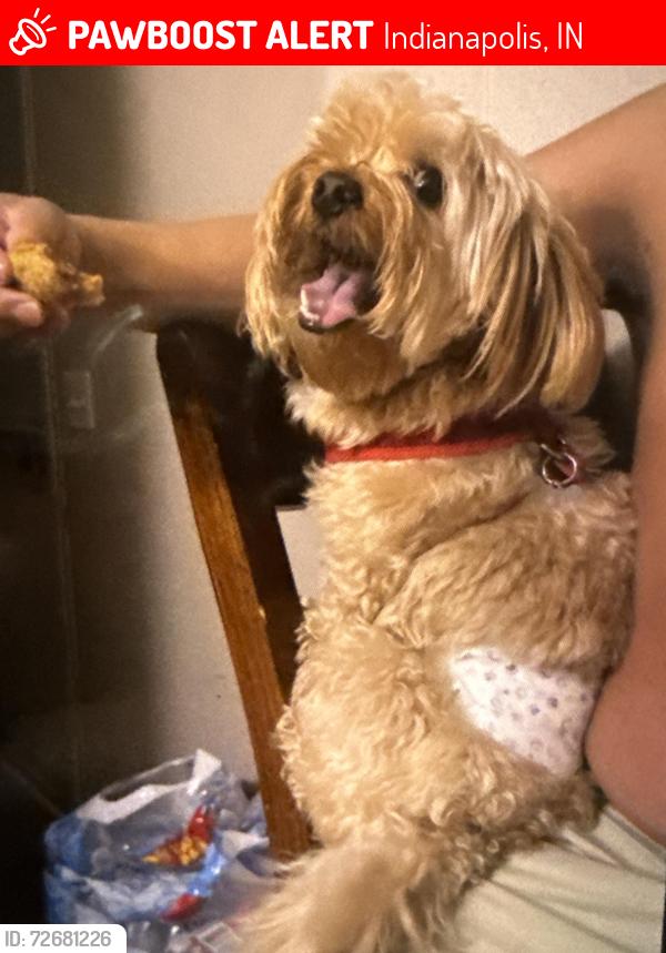 Lost Male Dog last seen He was seen for the last time near 42nd street and apple creek way , someone told me they saw him there but we went there to look for him but we didn’t find him , Indianapolis, IN 46235