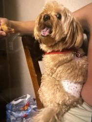 Lost Male Dog last seen He was seen for the last time near 42nd street and apple creek way , someone told me they saw him there but we went there to look for him but we didn’t find him , Indianapolis, IN 46235