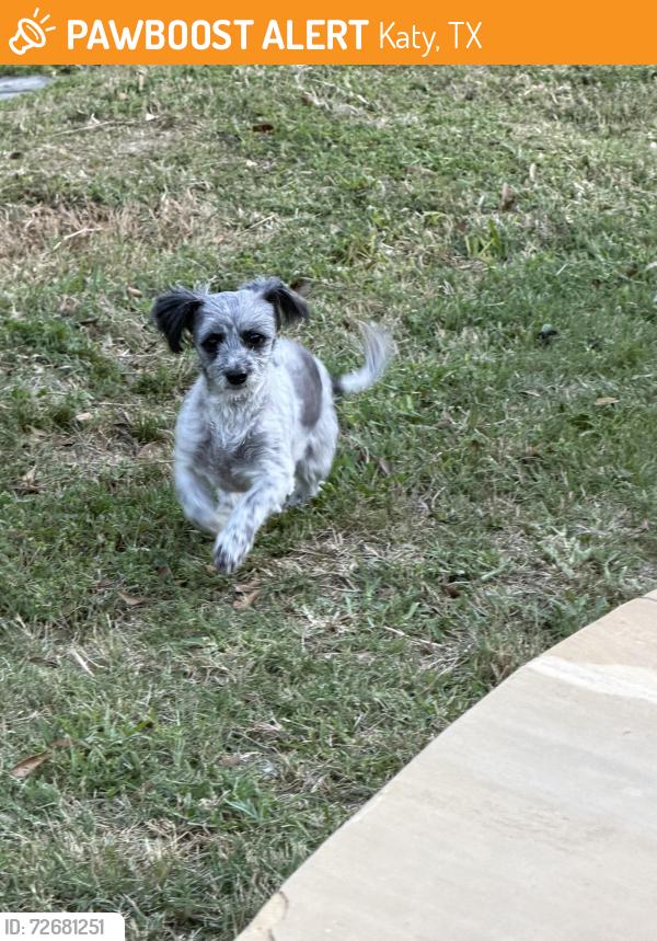 Found/Stray Female Dog last seen S fry rd , Katy, TX 77494