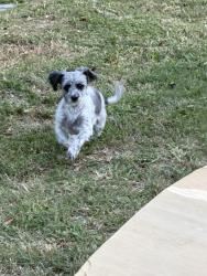 Found/Stray Female Dog last seen S fry rd , Katy, TX 77494