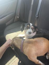 Found/Stray Female Dog last seen ALONDRA NEAR COMPTON AIRPORT, Compton, CA 90220