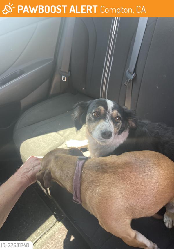 Found/Stray Female Dog last seen ALONDRA NEAR COMPTON AIRPORT, Compton, CA 90220