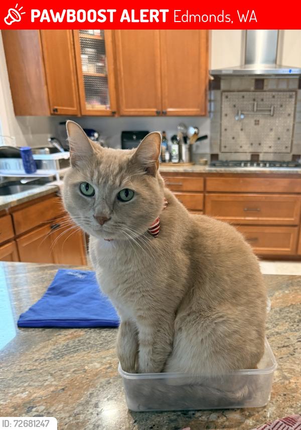 Lost Male Cat last seen 8th and Melody Ln, Edmonds, WA 98020