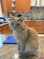 Lost Male Cat last seen 8th and Melody Ln, Edmonds, WA 98020
