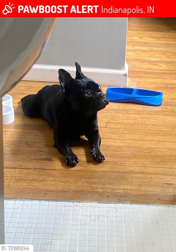 Lost Female Dog last seen Fazolis , Indianapolis, IN 46219