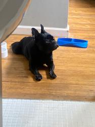 Lost Female Dog last seen Fazolis , Indianapolis, IN 46219