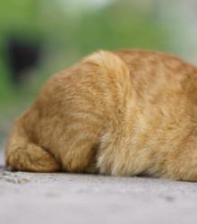 Found/Stray Unknown Cat last seen Fulton near Robinhood - on the curb , Grand Rapids, MI 49546