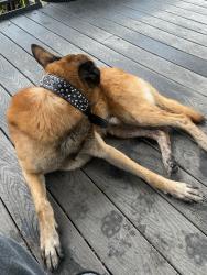 Found/Stray Male Dog last seen Lewis Creek Park, Bellevue, WA 98006