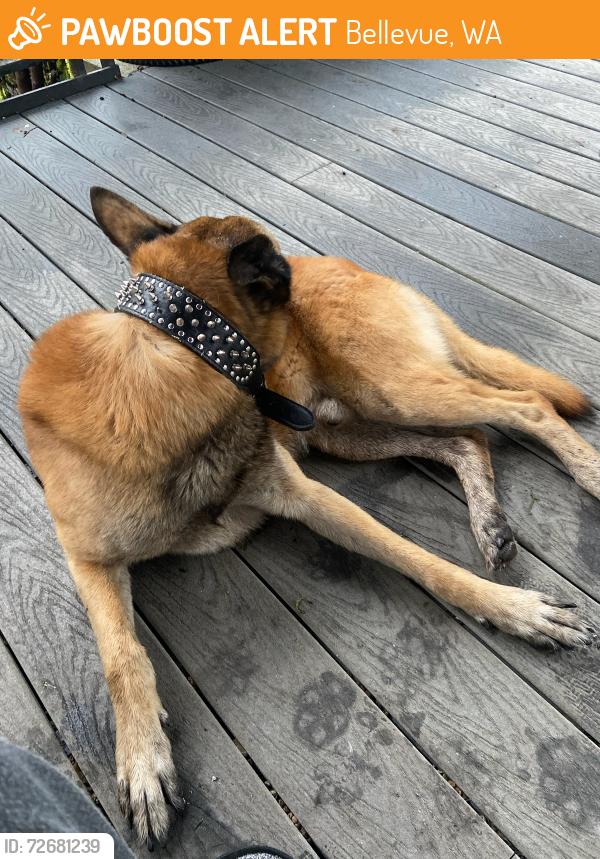 Found/Stray Male Dog last seen Lewis Creek Park, Bellevue, WA 98006