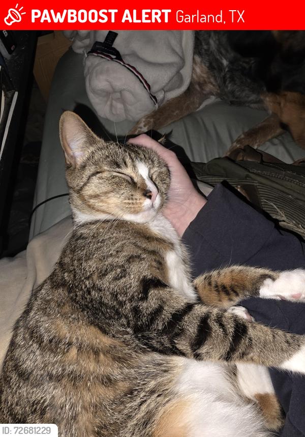 Lost Female Cat last seen Obanion/Centerville , Garland, TX 75043
