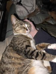 Lost Female Cat last seen Obanion/Centerville , Garland, TX 75043