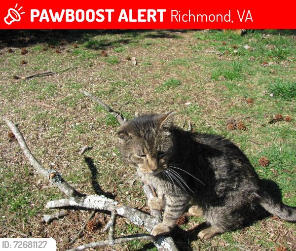 Lost Male Cat last seen Sandpiper Drive, Richmond, VA 23227