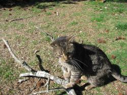 Lost Male Cat last seen Sandpiper Drive, Richmond, VA 23227