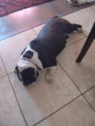 Found/Stray Female Dog last seen 90th Street and San Pedro corner, Los Angeles, CA 90003