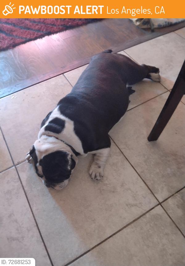 Found/Stray Female Dog last seen 90th Street and San Pedro corner, Los Angeles, CA 90003