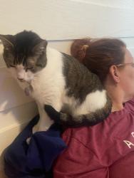 Lost Female Cat last seen Cherry Lake rd, Groveland, FL 34736