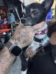 Found/Stray Male Dog last seen La mesa/amethyst , Victorville, CA 92392