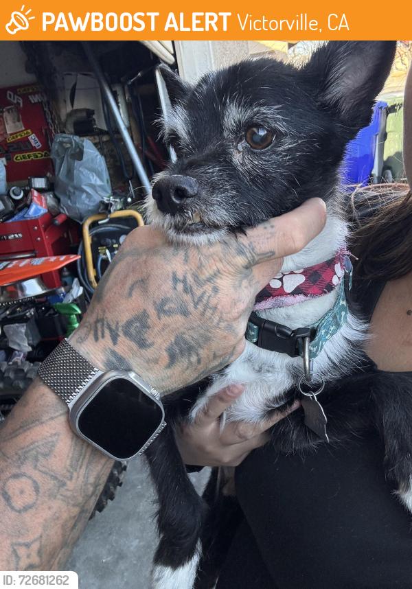 Found/Stray Male Dog last seen La mesa/amethyst , Victorville, CA 92392