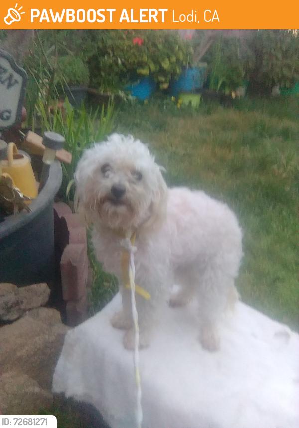 Found/Stray Unknown Dog last seen Chevron at highway 88 and Kettleman , Lodi, CA 95240