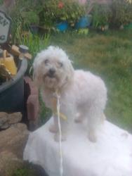 Found/Stray Unknown Dog last seen Chevron at highway 88 and Kettleman , Lodi, CA 95240