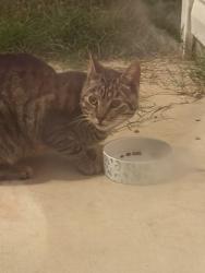 Found/Stray Female Cat last seen Glenn Rd/Mabe Rd, Parkton, NC 28371