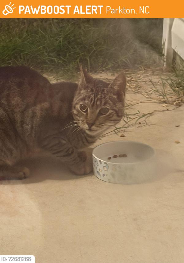 Found/Stray Female Cat last seen Glenn Rd/Mabe Rd, Parkton, NC 28371