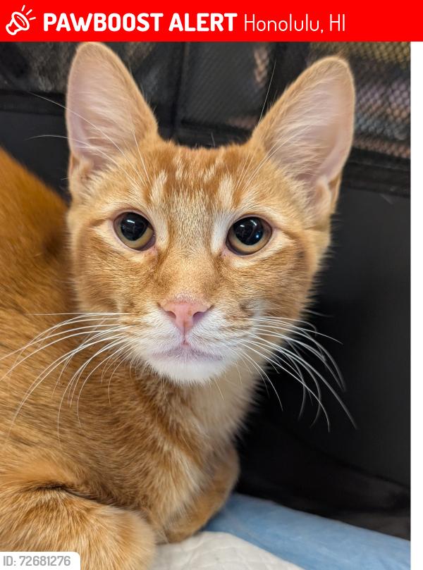 Lost Male Cat last seen Makiki St and Wilder Ave, Honolulu, HI 96822