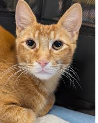 Lost Male Cat last seen Makiki St and Wilder Ave, Honolulu, HI 96822