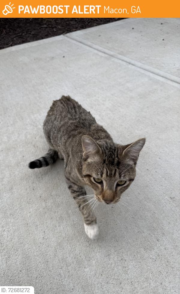Found/Stray Unknown Cat last seen College St and Second Ave, Macon, GA 31213